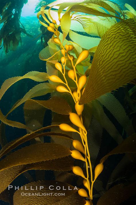 Kelp Fronds And Pneumatocysts Catalina Island California 34178