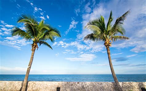 Download Wallpapers High Palm Trees Coast Ocean Summer Tropical