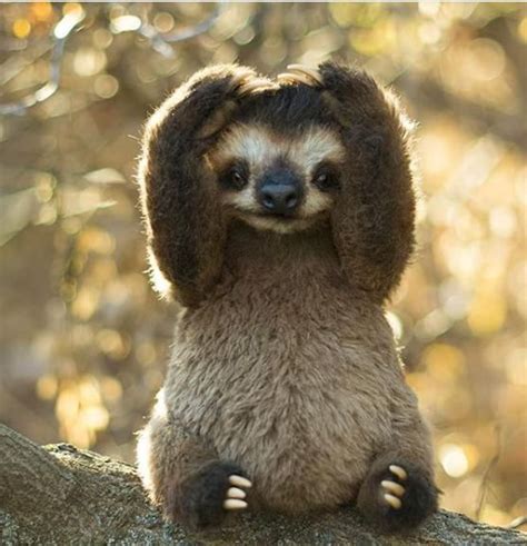 Found in the rainforests of south africa, a sloth can weigh eight to 20 pounds, depending on the exact species. Cute sloth! I can't tell if it's a real sloth it not ...