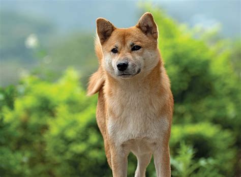 Shiba Inu Overview Description Temperament And Facts Britannica