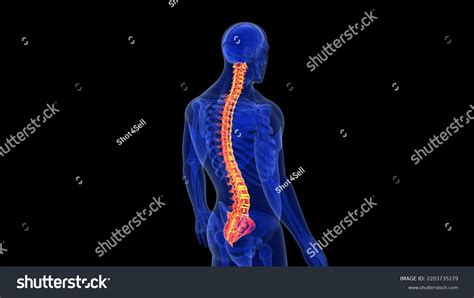 Human Skeleton Back Bone Anatomy 3d Stock Illustration 2203735279
