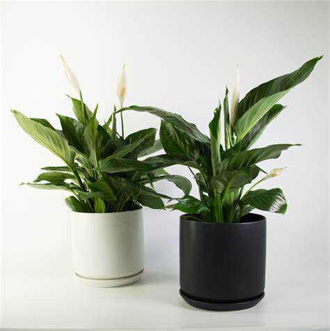 Popular Peace Lily In A Ceramic Pot Air Purifier Plantandpotnz