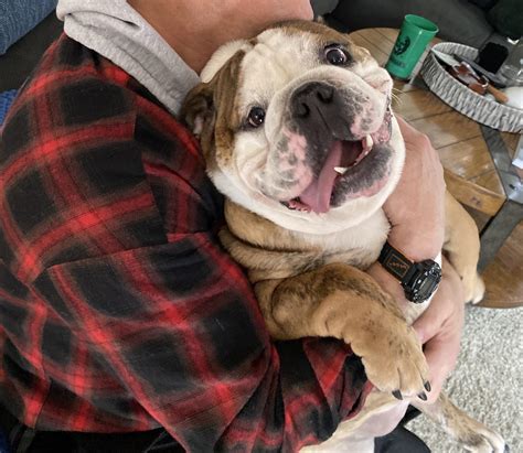 Man’s best friend. I’m chopped liver when his dad is home 💙 : Bulldogs