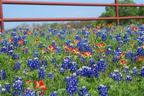 15 Amazing Things You Should Know About Texas Bluebonnets Kera News