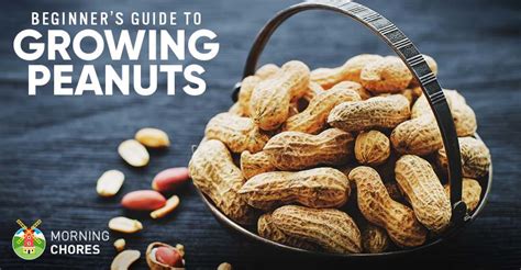 Growing Peanuts The Complete Guide To Plant Grow And Harvest Peanuts