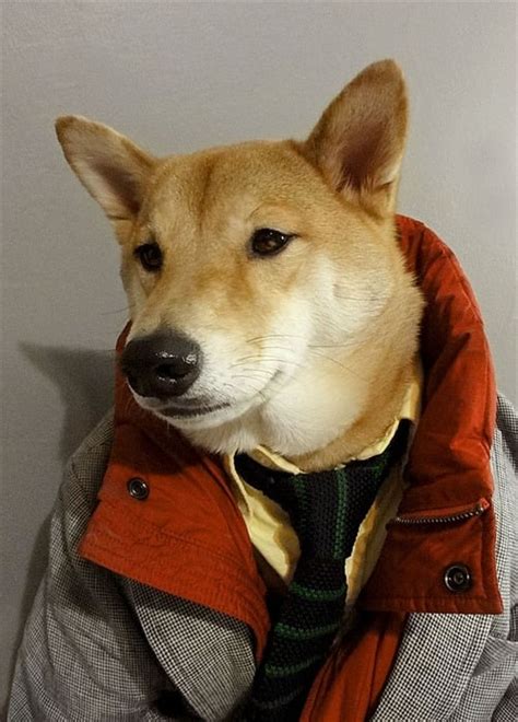 Menswear Dog Features Photos Of Mens Fashion Modeled By A Shiba Inu