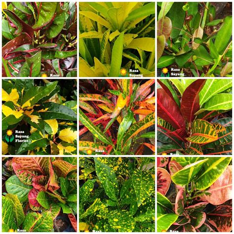 Pekida malaysia, ranting pokok asam, langgar, kedah. 20+ Trend Terbaru Pokok Bunga Puding - Alexandra Gardea