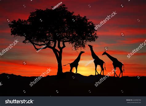 South African Giraffes Sunset Africa Stock Photo 642006706 Shutterstock