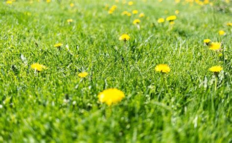 Grass With Dandelions Stock Photo Image Of Nature Dandelion 92867854
