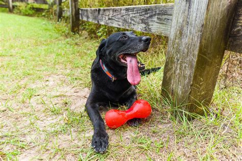 The Cutest Black Dog Breeds To Adopt In 2021 Readers Digest