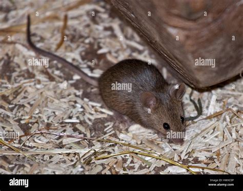Common Or House Mouse Mus Musculus Hi Res Stock Photography And Images
