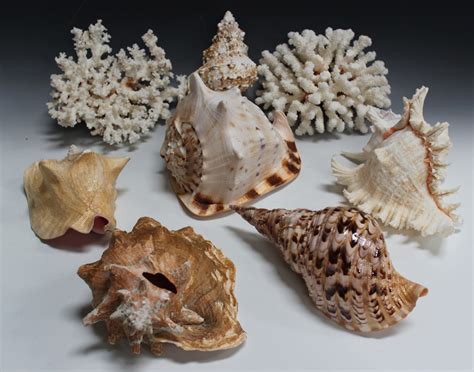 A Group Of Various Shells And Two Pieces Of Coral