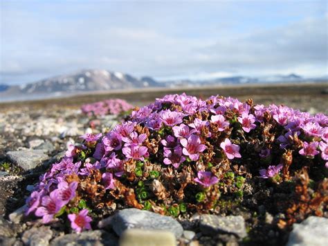 Purple Saxifrage Saxifraga Oppositifolia Arctic Flowers H Flickr