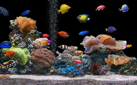 Free Download Aquarium Colorful Screensavers Wallpapers Hd 138274