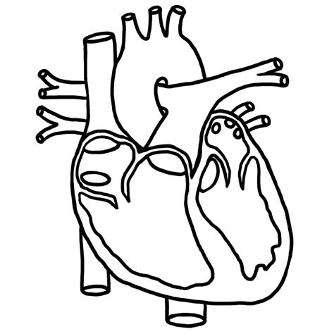 Heart 15 Heart Anatomy Diagram Without Labels Images