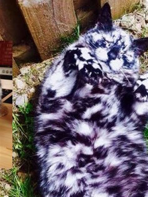 Scrappy Born A Black Cat Now Turning White Due To Vitiligo Black Cat