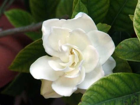 Oct 28, 2020 · dal nome lo si capisce: Le migliori piante da appartamento con fiori - Idee Green