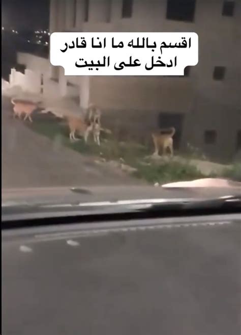بالفيديو كلاب ضالة تحول دون قدرة مواطن على النزول من مركبته الى بيته في إحدى ضواحي عمان
