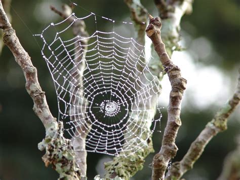 Spider Web And Dew Drops Free Photo Download Freeimages