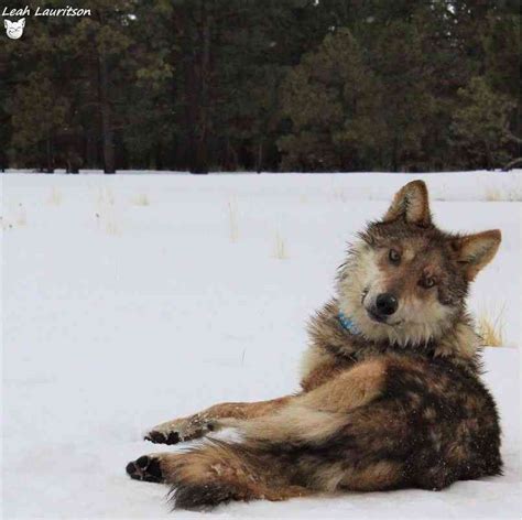 Field Notes Mexican Gray Wolf Recovery Program Fall Winter 2020