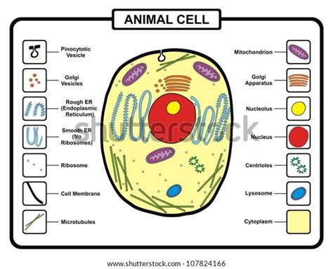 Vector Animal Cell Stock Vector Royalty Free 107824166