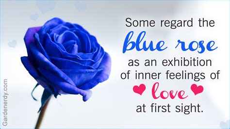 Symbolic Meaning Of Blue Roses Thatll Leave You Stupefied