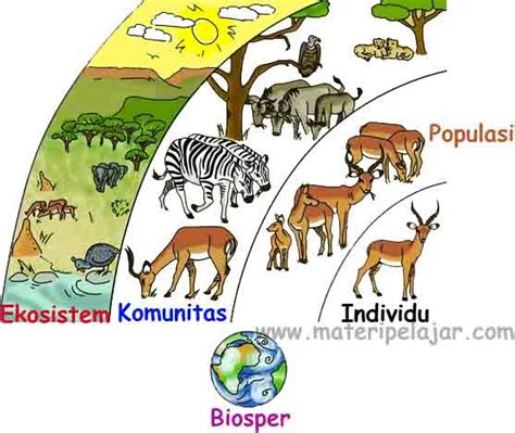 Pengertian 4 Tingkatan Ekologis Biosfer Materi Pelajar