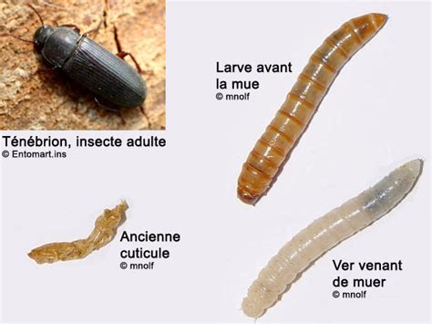 Impulsion dépérir Embouteillage verre de farine evolution cassé
