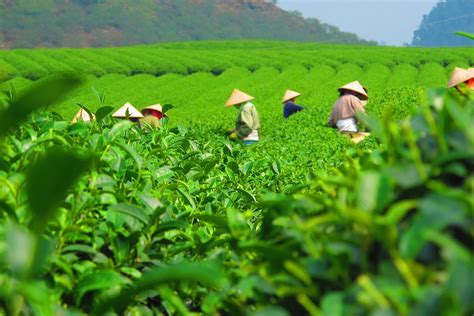 Tea Plantation Harvest · Free Photo On Pixabay
