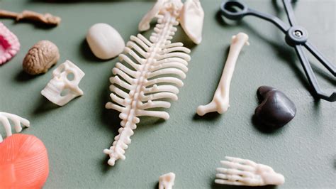 Macam Tulang Berdasarkan Bentuknya Kenali Fungsi Dan Contohnya Hot