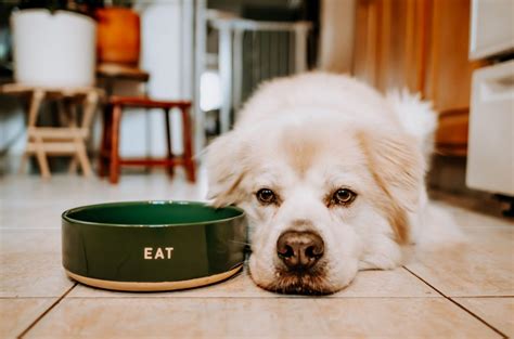 Human Foods That Your Dog Can And Cannot Eat