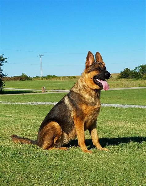 What Is The Largest German Shepherd