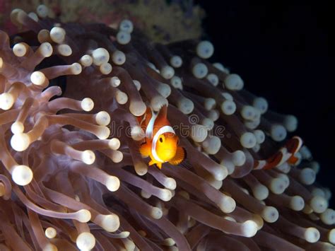 Nemo Hiding In His Anemone Home Stock Image Image Of Islands Ocean