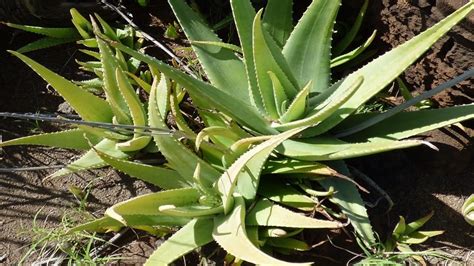 Both drinks are made from plants called succulents, which grow in deserts and. Aloe Vera Benefits, Uses & Side Effects | Ayur Times
