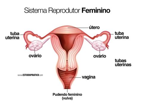 Ciências º ano Aula Sistema Reprodutor Feminino