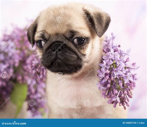 Pug Puppy And Flowers Stock Images Image 24802194