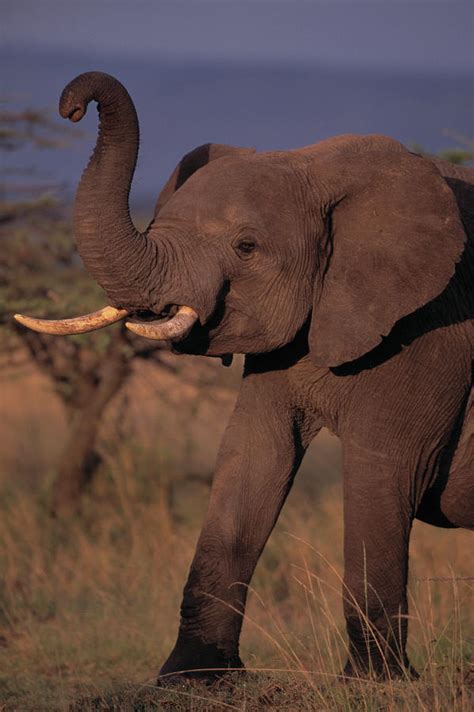African Elephant Trunk Raised Photograph By Nhpa Fine Art America