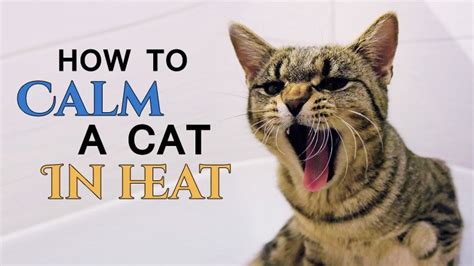 How To Calm A Cat In Heat Catological