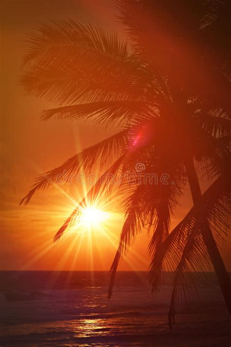 Tropical Sunset Scene With Palms Stock Photo Image Of Copyspace