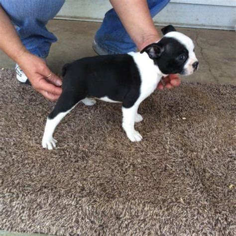 We are boston terrier breeders, breeding top quality boston terriers for over 15 years. Super cute CKC Boston Terrier/Chihuaha Puppies for Sale in ...