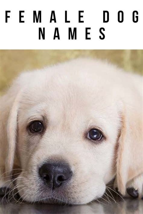 Female Dog Names The Top Names For Gorgeous Girls