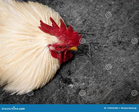 Male Bantam Chicken Lying On The Ground Stock Photo Image Of Feather