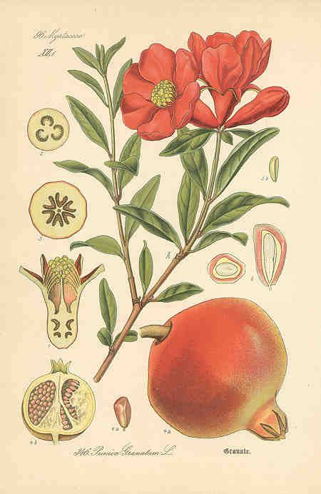 Pomegranate