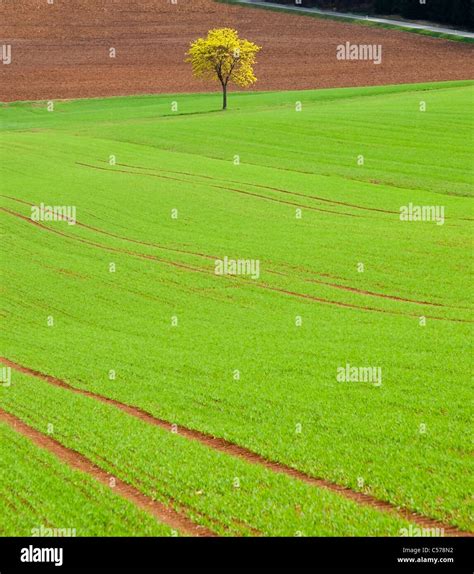 Single Tree In Green Field Stock Photo Alamy