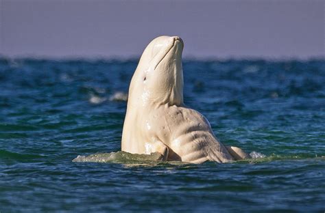 Whale Giving Birth Rdamnthatsinteresting