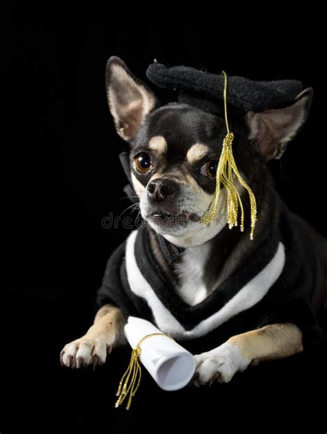 4 Graduation Dog Free Stock Photos Stockfreeimages