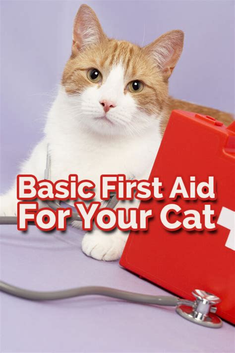 Basic First Aid For Your Cat Ebay