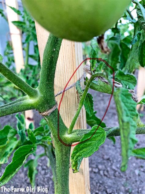 How To Prune Tomato Plants Video The Farm Girl Blog