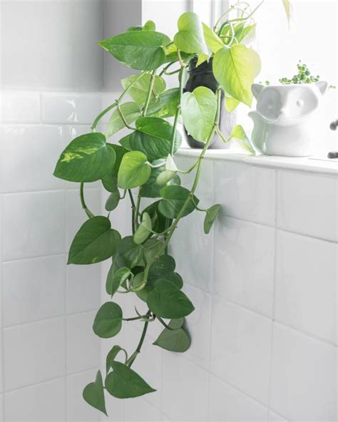 5 Best Plants For Your Bathroom Low Maintenance Plants