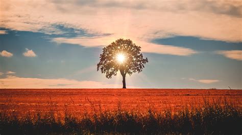 Lone Tree In The Sunset Wallpaper Backiee